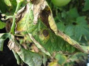 uploads/images/disease/Early blight of tomato.jpg